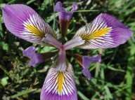 Iris unguicularis ssp. cretensis