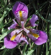 Iris unguicularis ssp. cretensis