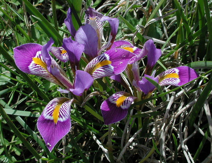 Iris unguicularis ssp. cretensis