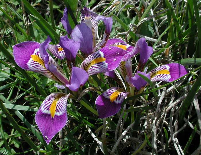 Iris unguicularis ssp. cretensis