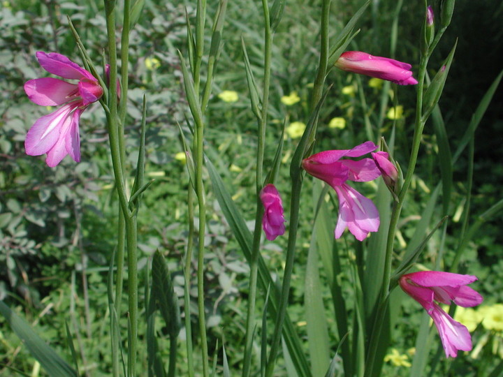 Gladiolus italicus