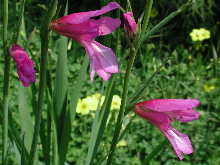 Gladiolus italicus