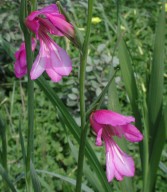 Gladiolus italicus