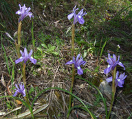 Gynandriris sisyrinchium