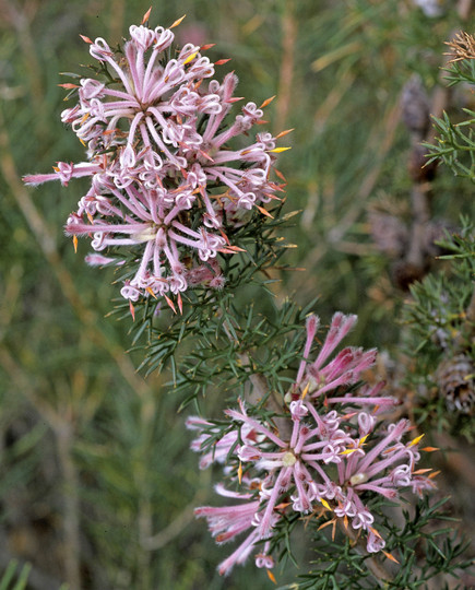 Isopogon sp.