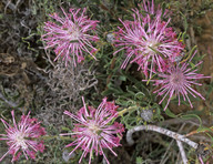 Isopogon linearis