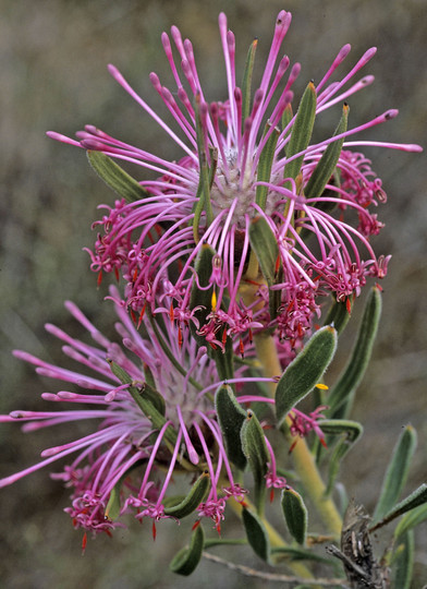 Isopogon linearis