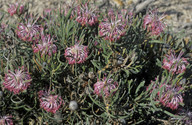 Isopogon linearis