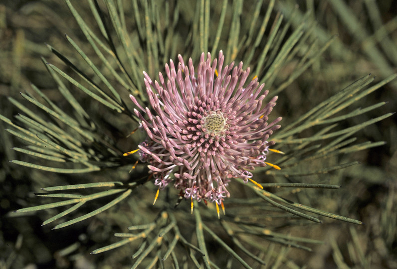 Isopogon divergens