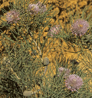 Isopogon divergens