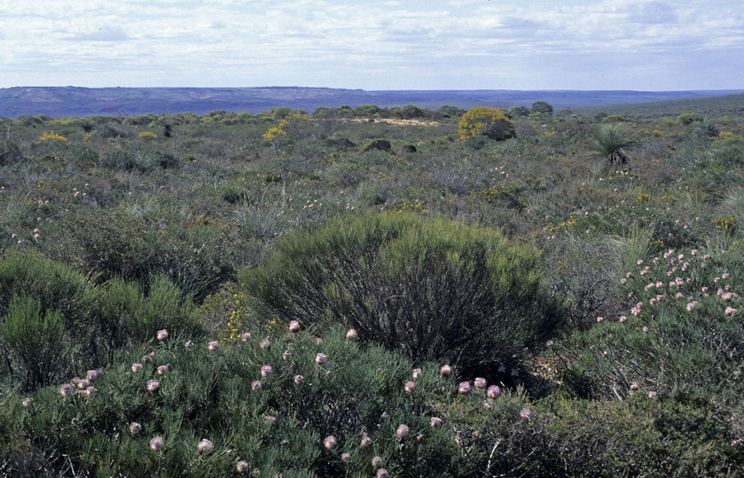 Isopogon divergens