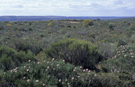 Isopogon divergens