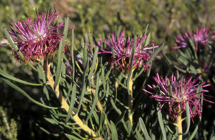 Isopogon sp.