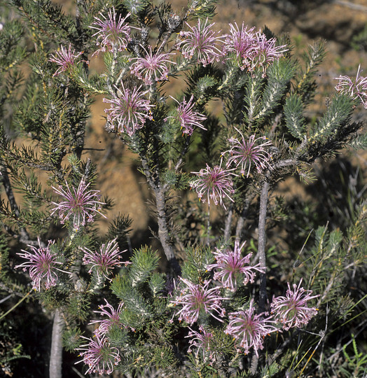 Isopogon adenanthoides