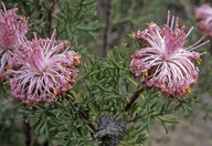 Isopogon dubius