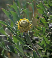 Isopogon trilobus