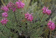 Isopogon sp.?formosus