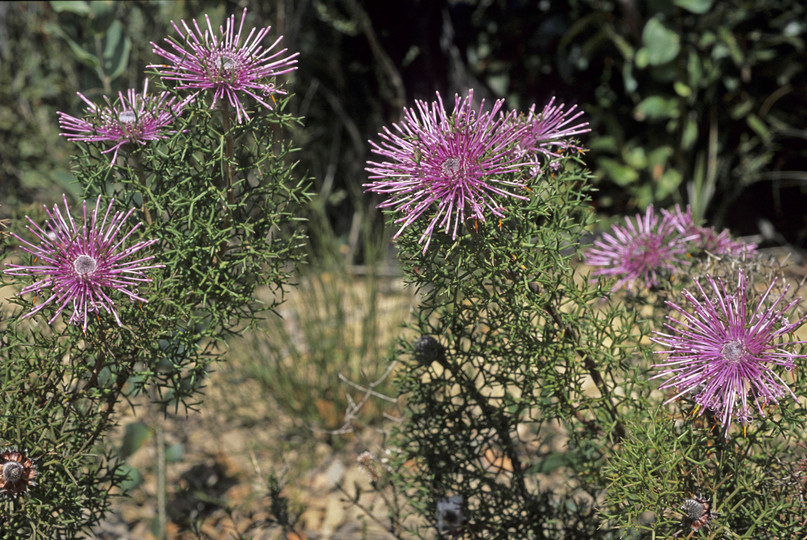 Isopogon formosus