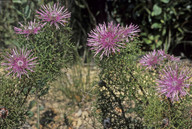 Isopogon formosus