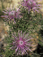 Isopogon formosus