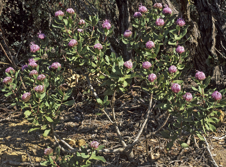 Isopogon sp.?latifolius