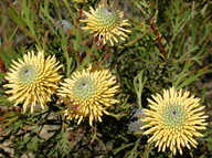 Isopogon anemonifolius