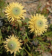 Isopogon anemonifolius