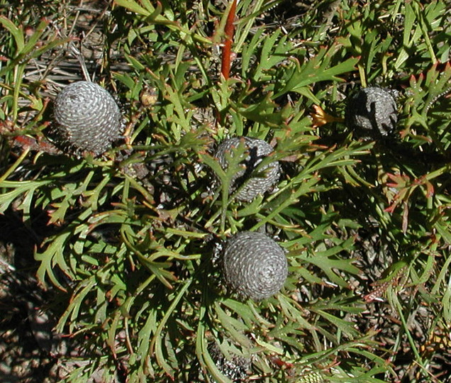 Isopogon anemonifolius