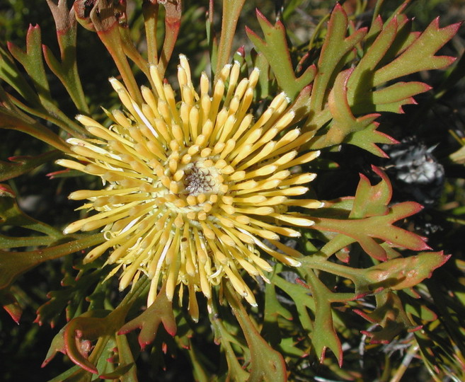 Isopogon anemonifolius