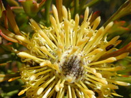 Isopogon anemonifolius