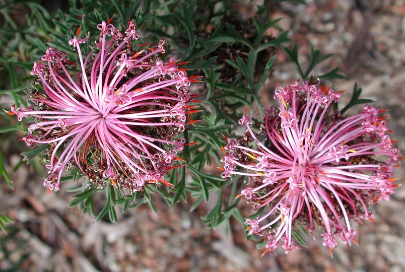 Isopogon dubius