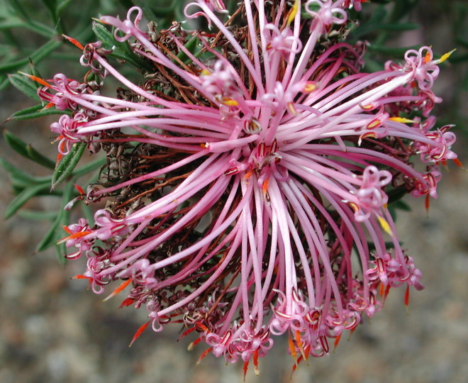 Isopogon dubius