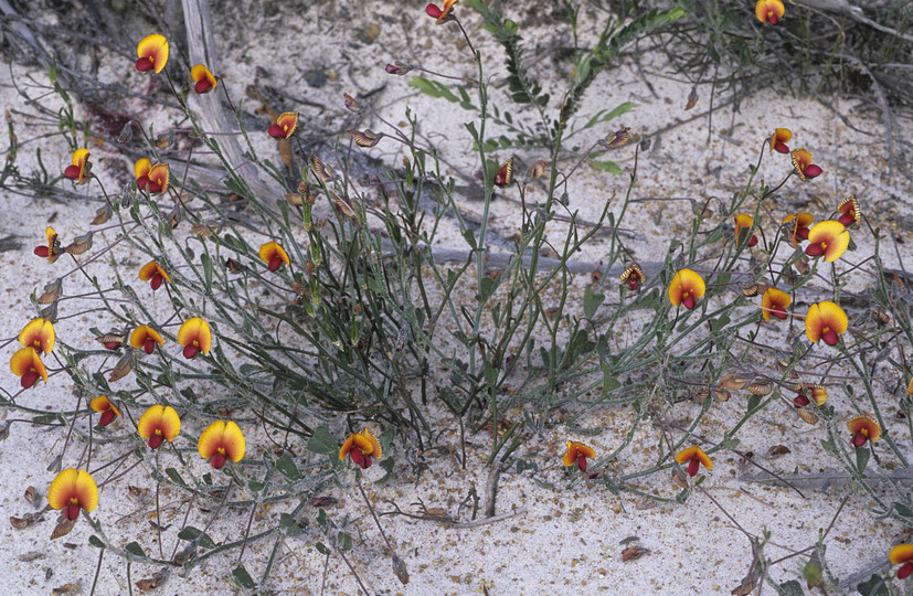 Isotropis cuneifolia