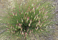 Johnsonia pubescens