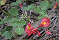 Kennedia prostrata