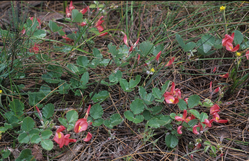 Kennedia prostrata