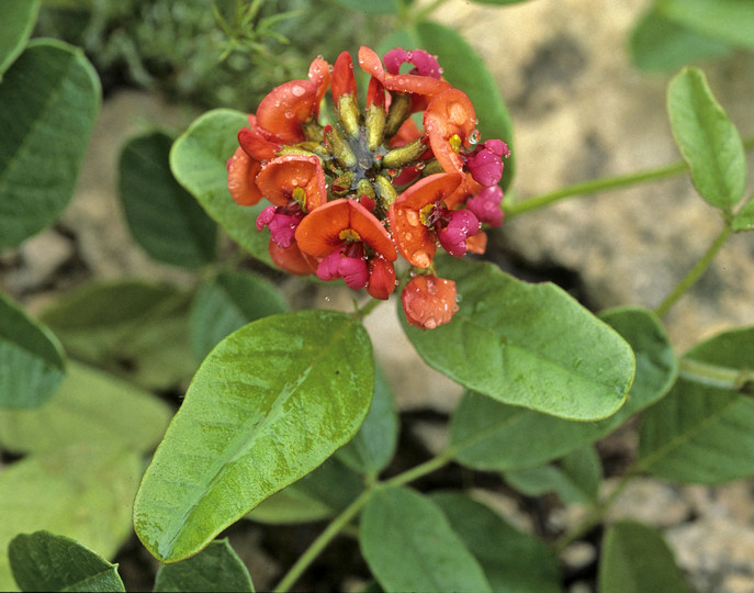 Kennedia coccinea