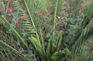 Kennedia prostrata