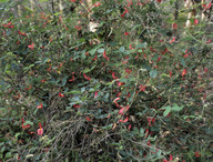 Kennedia prostrata