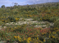 Kennedia coccinea