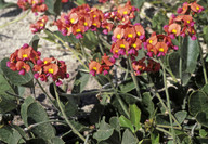 Kennedia coccinea