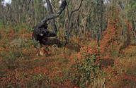 Kennedia coccinea