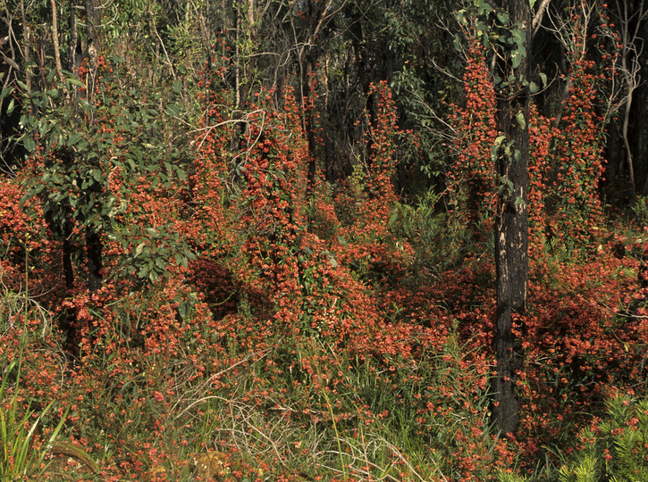 Kennedia coccinea