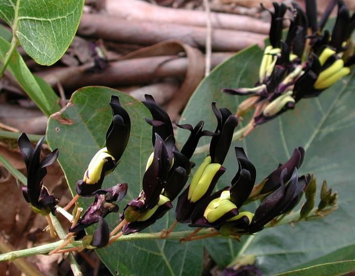 Kennedia nigricans