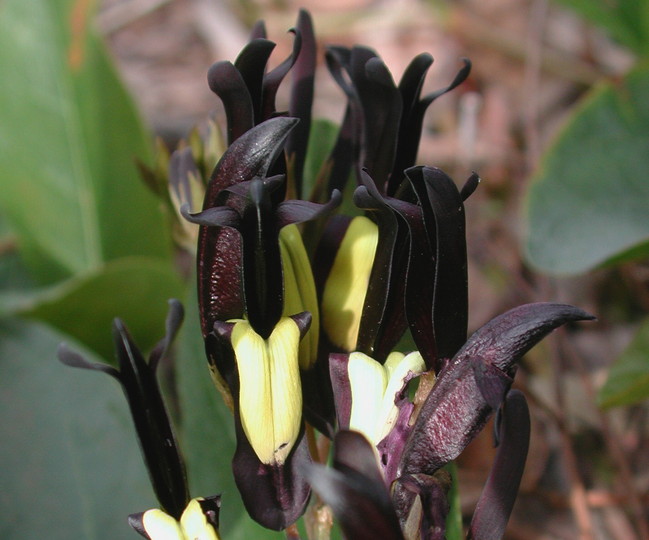 Kennedia nigricans