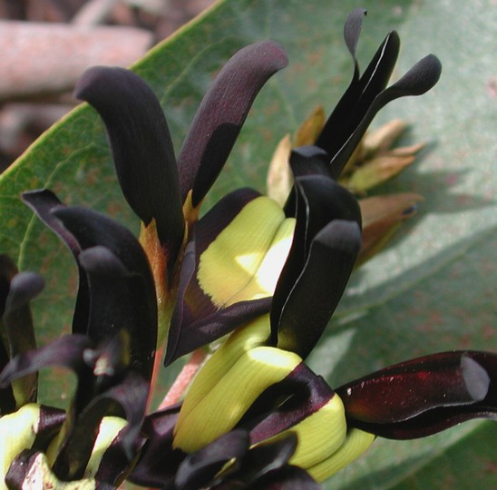 Kennedia nigricans