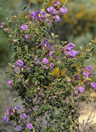 Keraudrenia hermanniaefolia