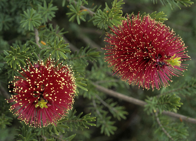 Kunzea baxteri