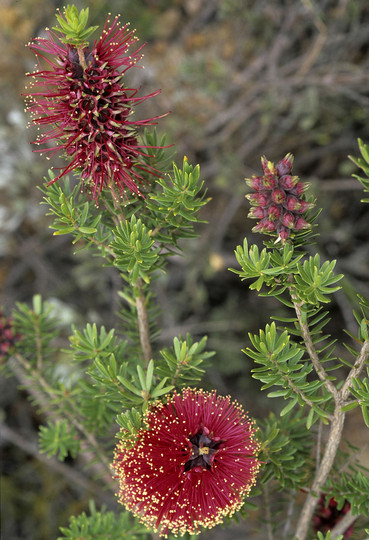 Kunzea baxteri