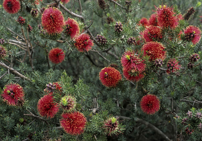 Kunzea baxteri